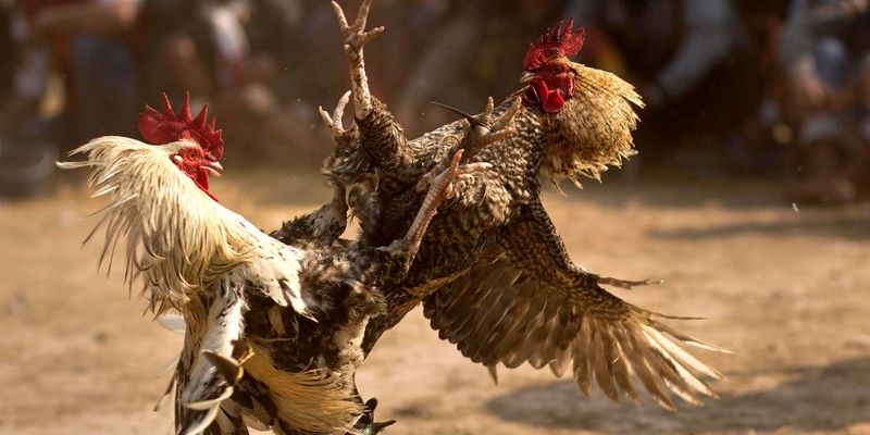 Đôi nét về đá gà TG88